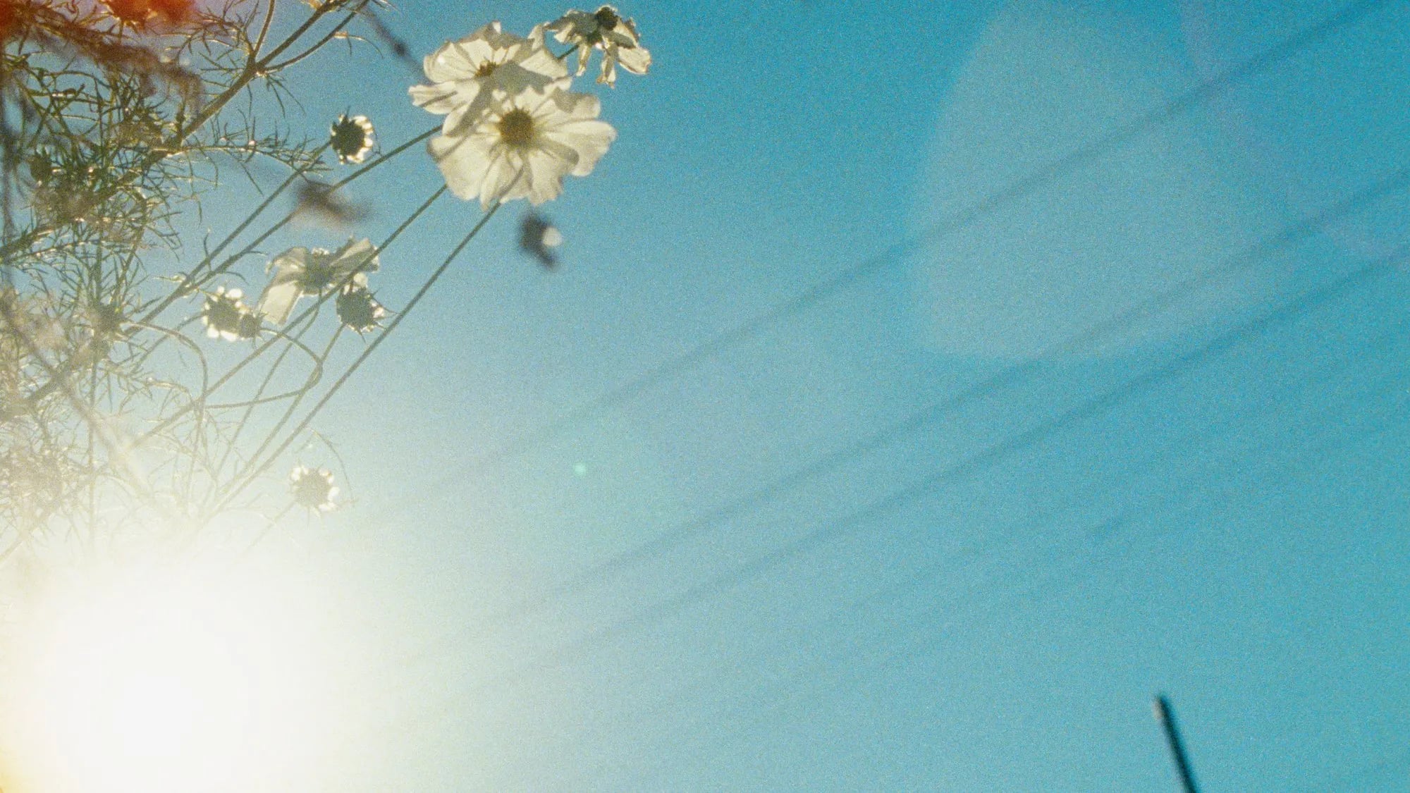 White flowers backlit against a blue sky and power lines, with sun flare at lower left, from the Pink Siifu video